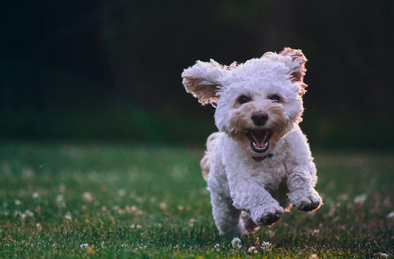 A small white dog is running through the grass